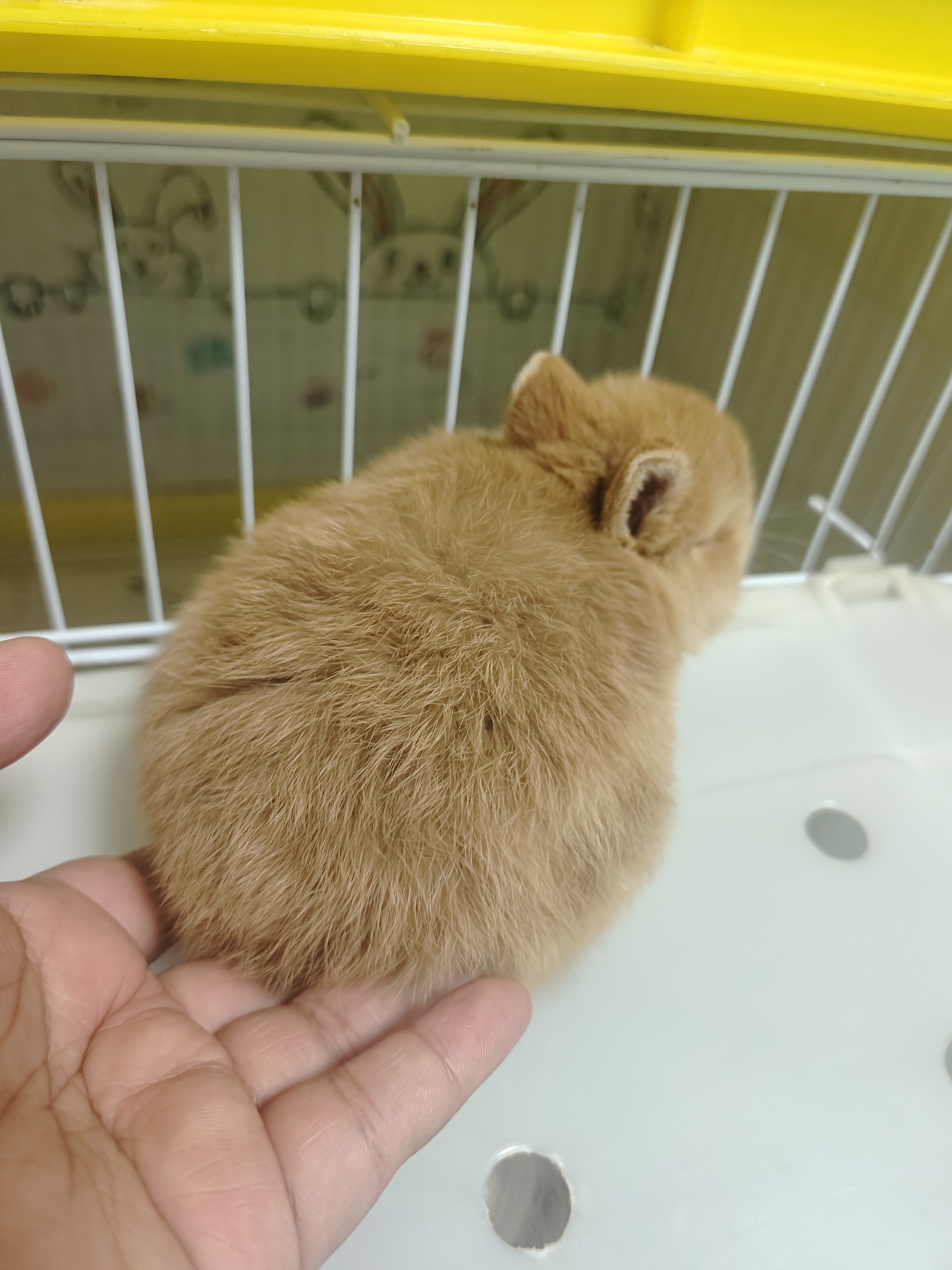 双血侏儒兔黄色妹妹（高品）包成年品相